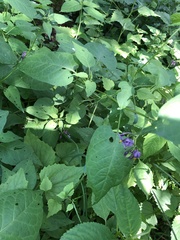 Solanum dulcamara