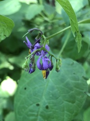 Solanum dulcamara
