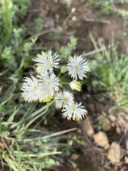 Thalictrum petaloideum