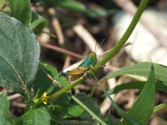 Caryanda spuria