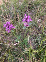 Betonica officinalis