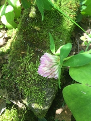 Trifolium pratense