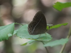 Mycalesis janardana