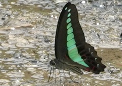 Graphium sarpedon luctatius