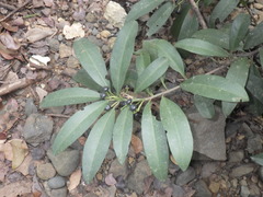 Ardisia humilis