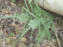 Pteris heteromorpha