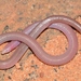Kalahari Round-snouted Worm Lizard - Photo no rights reserved, uploaded by Marius Burger