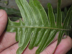 Pteris heteromorpha