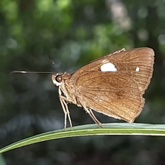 Notocrypta paralysos varians