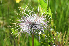 Pulsatilla alpina