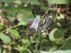 Prionolomia