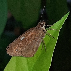 Notocrypta paralysos varians