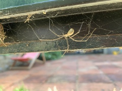 Pholcus phalangioides