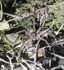 Heteropoda cervina