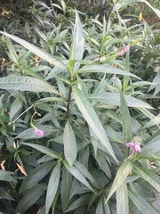 Ruellia simplex