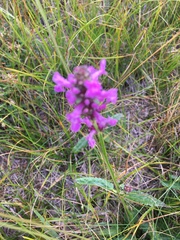 Betonica officinalis