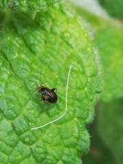 Halticus luteicollis