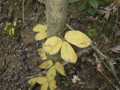 Dioscorea hispida