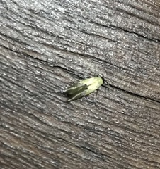 Opogona protodoxa