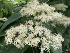 Cornus macrophylla