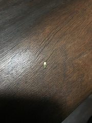 Opogona protodoxa