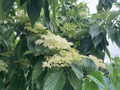 Cornus macrophylla