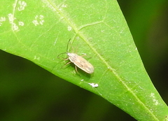 Vatiga illudens