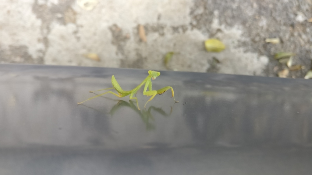 Hierodula tenuidentata from University Campus, Anekal, Karnataka 562107 ...