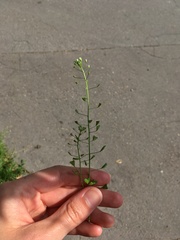 Capsella bursa-pastoris