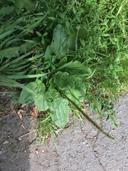 Plantago major