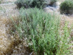 Deinandra minthornii