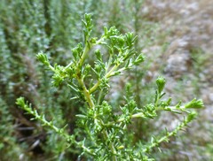 Deinandra minthornii