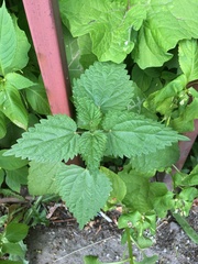 Urtica dioica