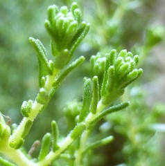 Deinandra minthornii