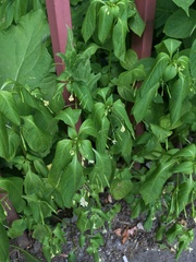 Impatiens parviflora