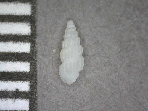Rissoina costata, 2014-07-20