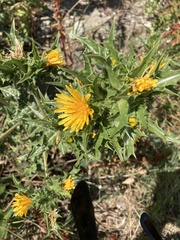 Scolymus