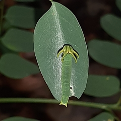 Polyura hebe plautus