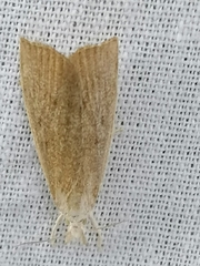 Calamotropha paludella