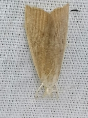 Calamotropha paludella