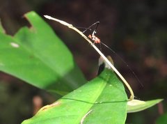 Conocephalus melaenus