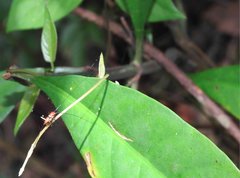 Conocephalus melaenus