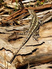 Jacky Lizard photo 5