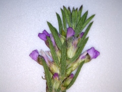 Muraltia knysnaensis