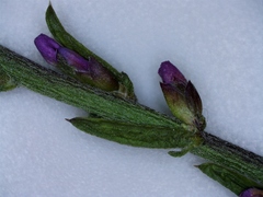 Muraltia knysnaensis