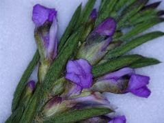 Muraltia knysnaensis