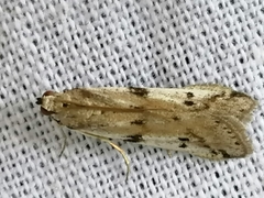 Phycitodes binaevella