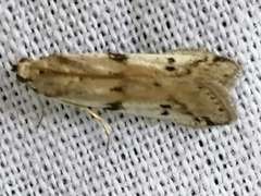 Phycitodes binaevella