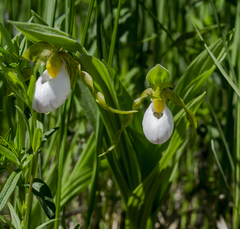 Cypripedium candidum