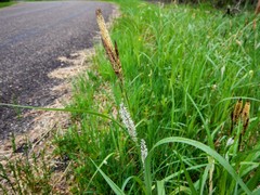 Carex lacustris